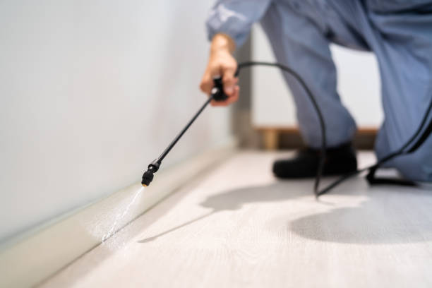 Certified termite inspector examining foundation in Auburn